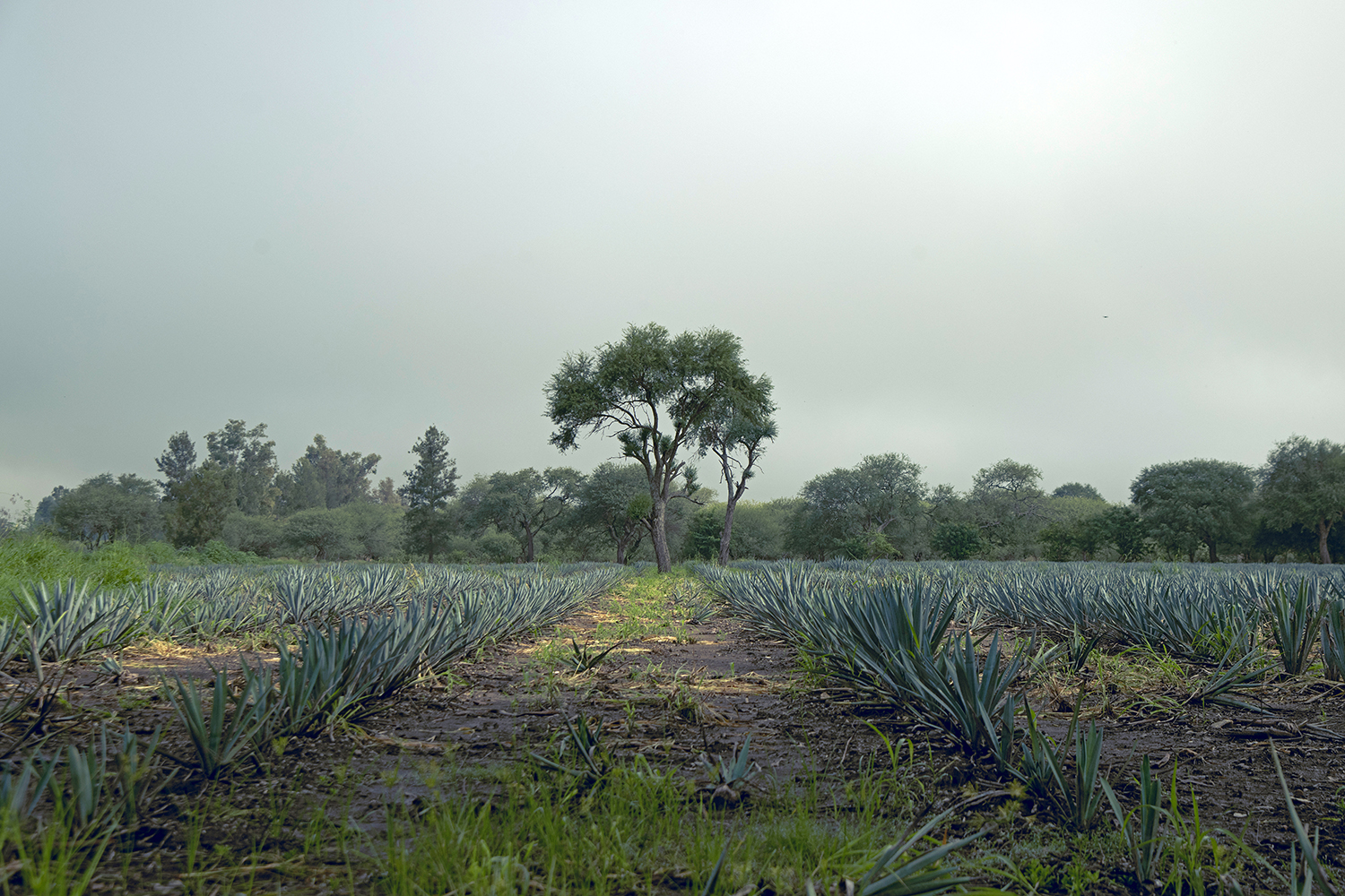 Gringos and Tequila- Theft or Appreciation, a Review.